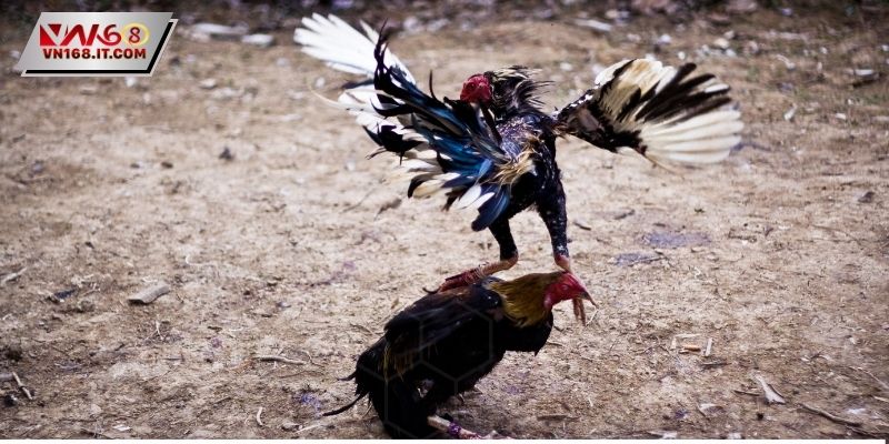 Đá Gà Cựa Dao - Luật Lệ Quy Định Nghiêm Ngặt Hiện Nay