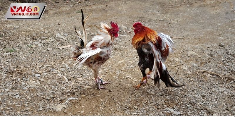 Đá Gà Thomo - Tìm Hiểu Cách Chơi Cho Người Mới Tham Gia