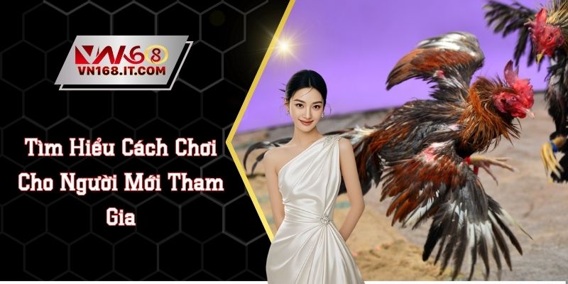 Đá Gà VN168 - Trực Tiếp Trận Chiến Chất Lượng Cao 2026