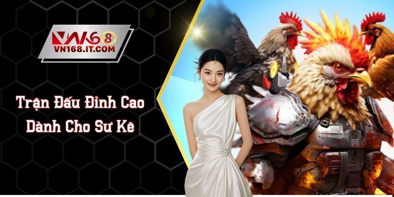 Đá Gà VN168 - Trực Tiếp Trận Chiến Chất Lượng Cao 2026