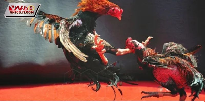 Đá Gà Trực Tiếp C2 - Trận Đấu Đỉnh Cao Dành Cho Sư Kê