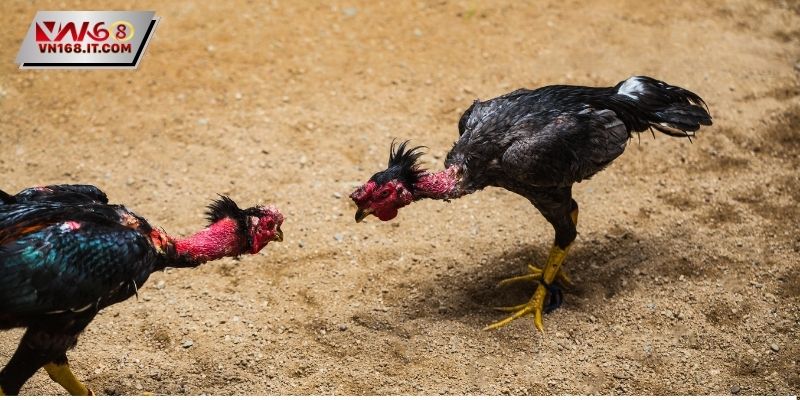 Đá Gà Cựa Dao - Luật Lệ Quy Định Nghiêm Ngặt Hiện Nay