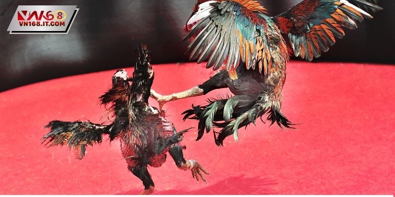 Đá Gà Thomo - Tìm Hiểu Cách Chơi Cho Người Mới Tham Gia
