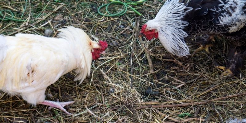 Đá Gà Thomo - Tìm Hiểu Cách Chơi Cho Người Mới Tham Gia