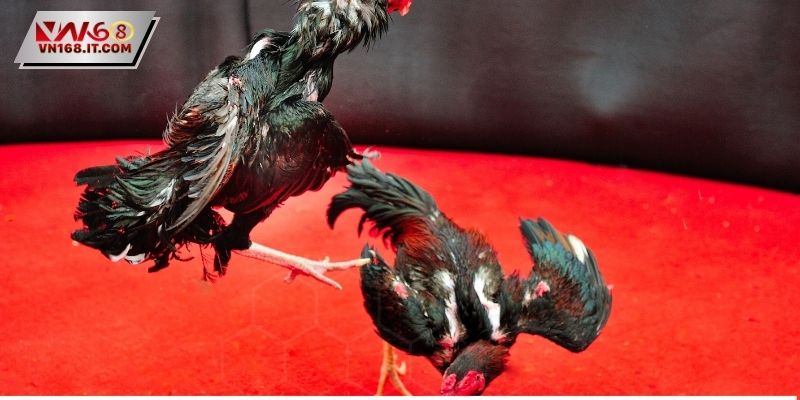 Đá Gà Cựa Dao - Luật Lệ Quy Định Nghiêm Ngặt Hiện Nay