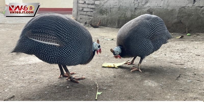 Trận Đá Gà 5 Tỷ Kịch Tính, Mãn Nhãn Ngay Trên Nền Tảng VN168