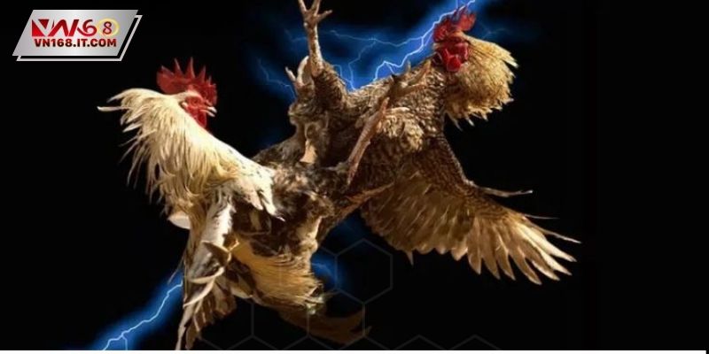 Đá Gà Trực Tiếp C2 - Trận Đấu Đỉnh Cao Dành Cho Sư Kê